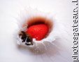 plongeon de fraise